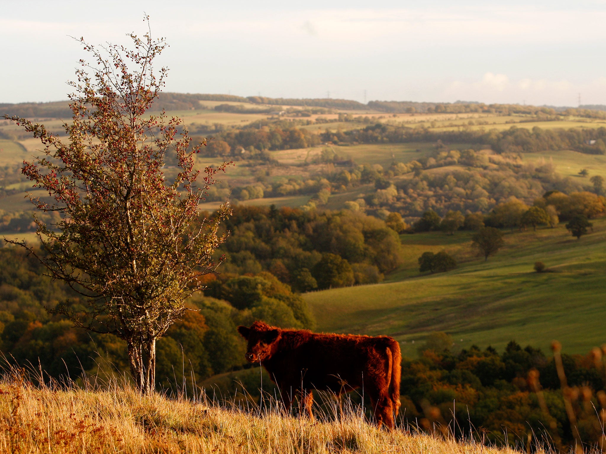 A cow grazes in the early morning sunlight on the upper slopes of Leckhampton Hill in the Cotswolds on October 25, 2011 in Cheltenham, England.