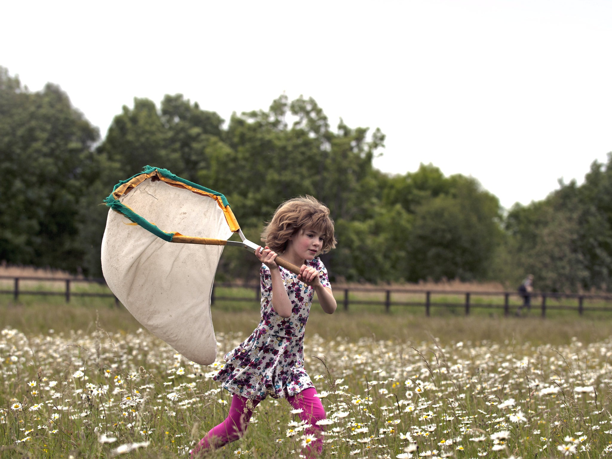 Catching a bug: Insect-hunting on the reserve (National Trust)