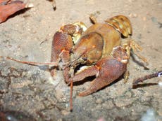 Native British crayfish facing extinction following plague