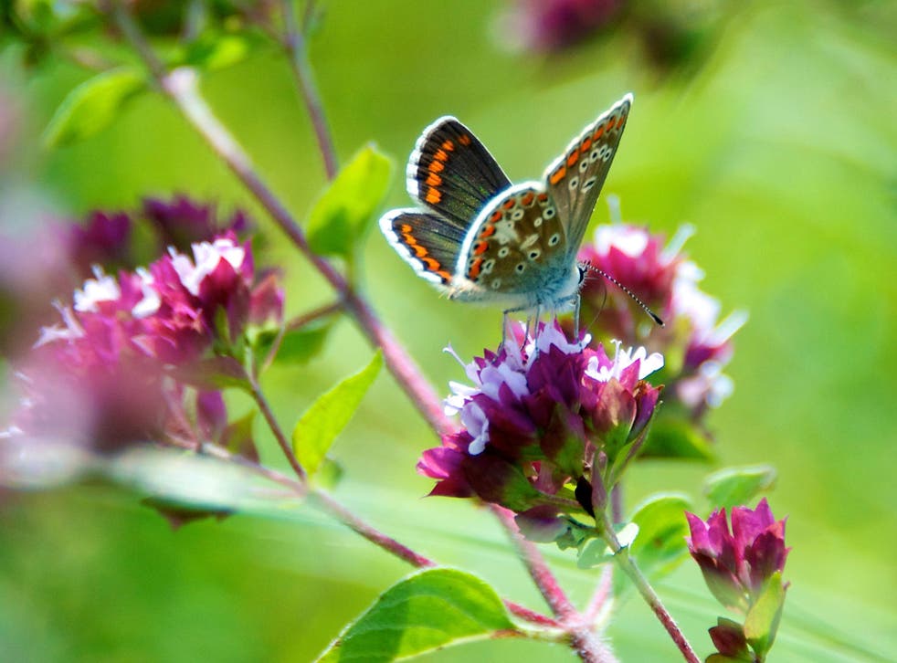 The brown argus butterfly lost the ability to eat one of two plants in its diet after a climate-related move