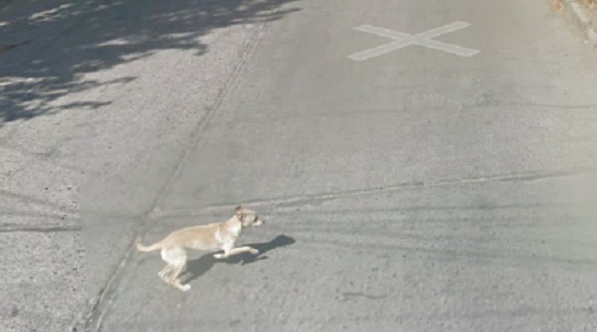 Google car 'runs over dog' in the name of comprehensive Street View