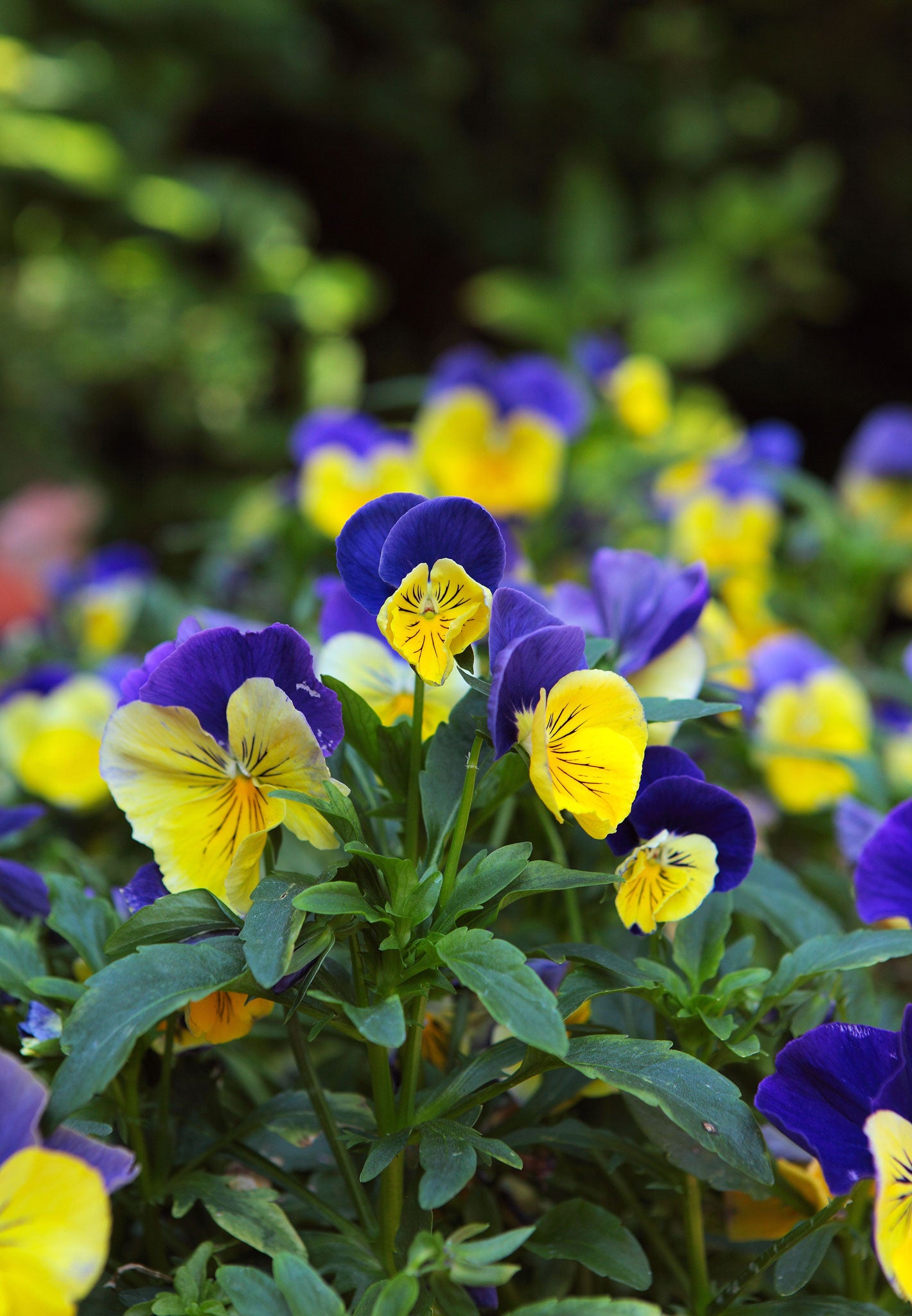 Cut violas back to ground level and cover with a finely-sifted mixture of soil or compost and sand mixed