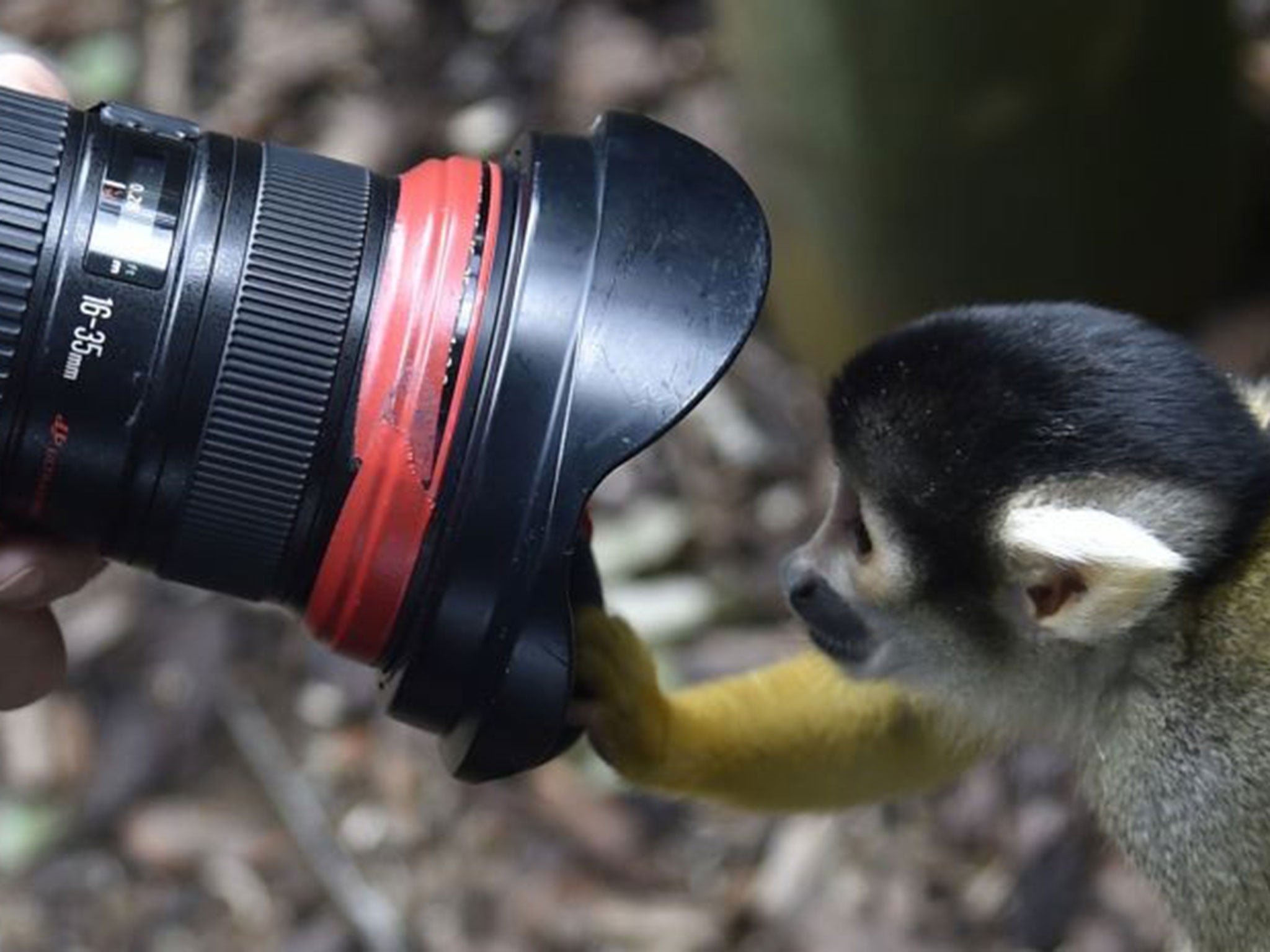 Squirrel monkey - Wikipedia