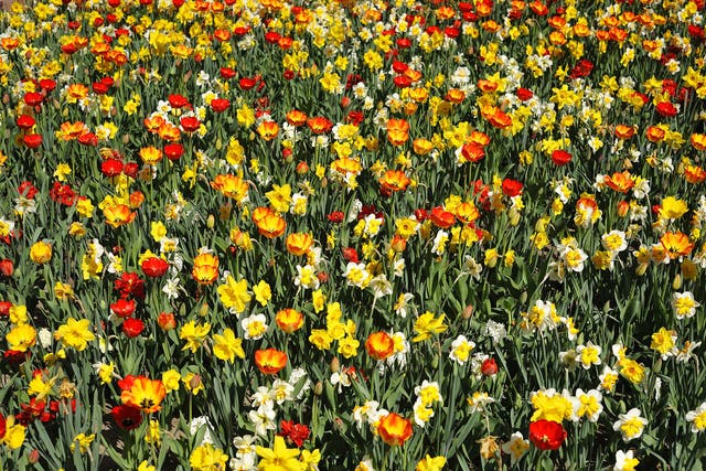 It's a good point at which to think about where stuff will die back properly in winter, so that there will be gaps that could be filled with tulips and daffs