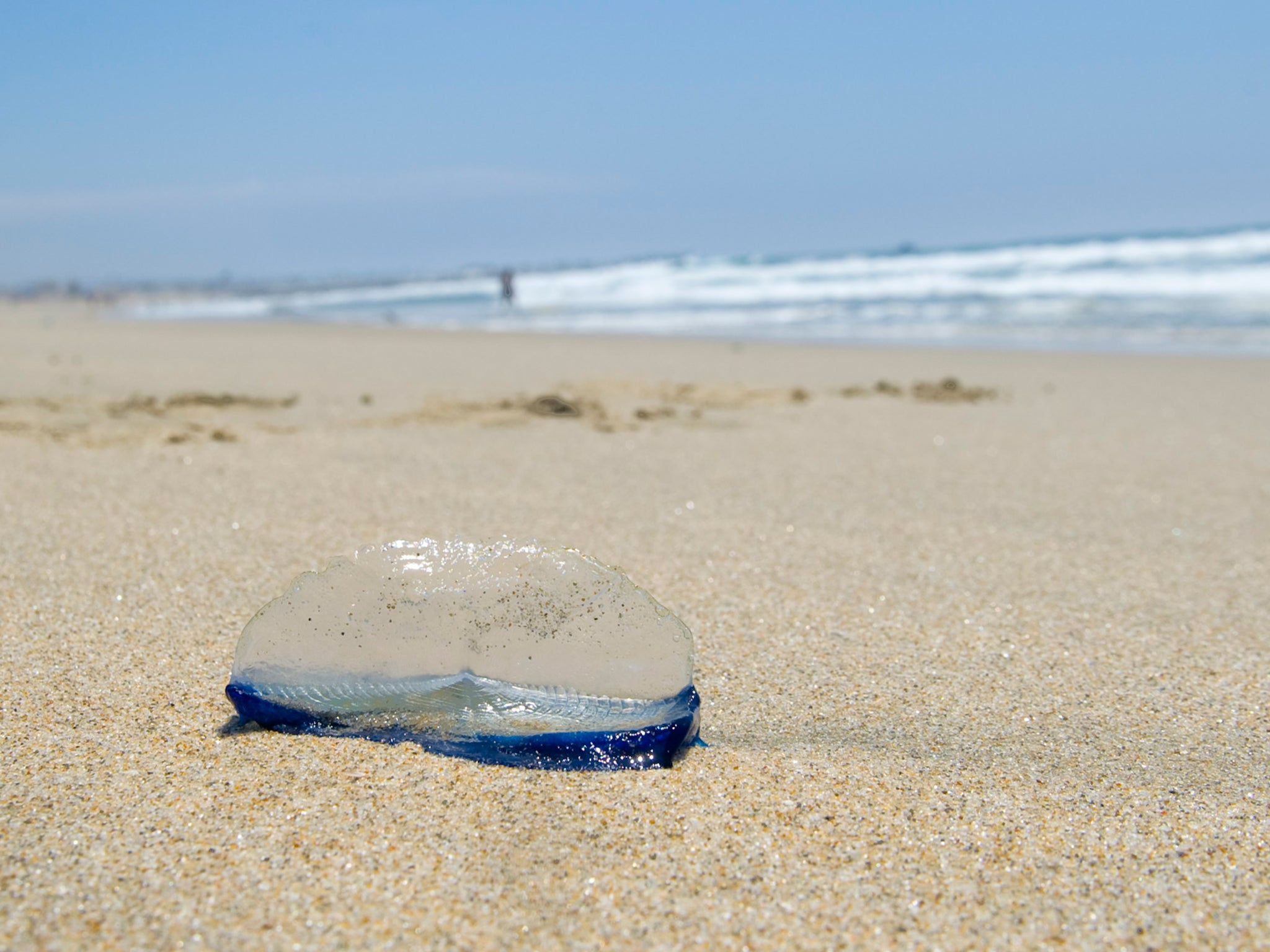A by-the-wind-sailor, or Velella, jellyfish lies on the beach in Newport Beach, Calif. on Thursday, Aug. 21, 2014. The creatures, harmless to humans, have been washing up on shore in Southern California since the beginning of the week. 