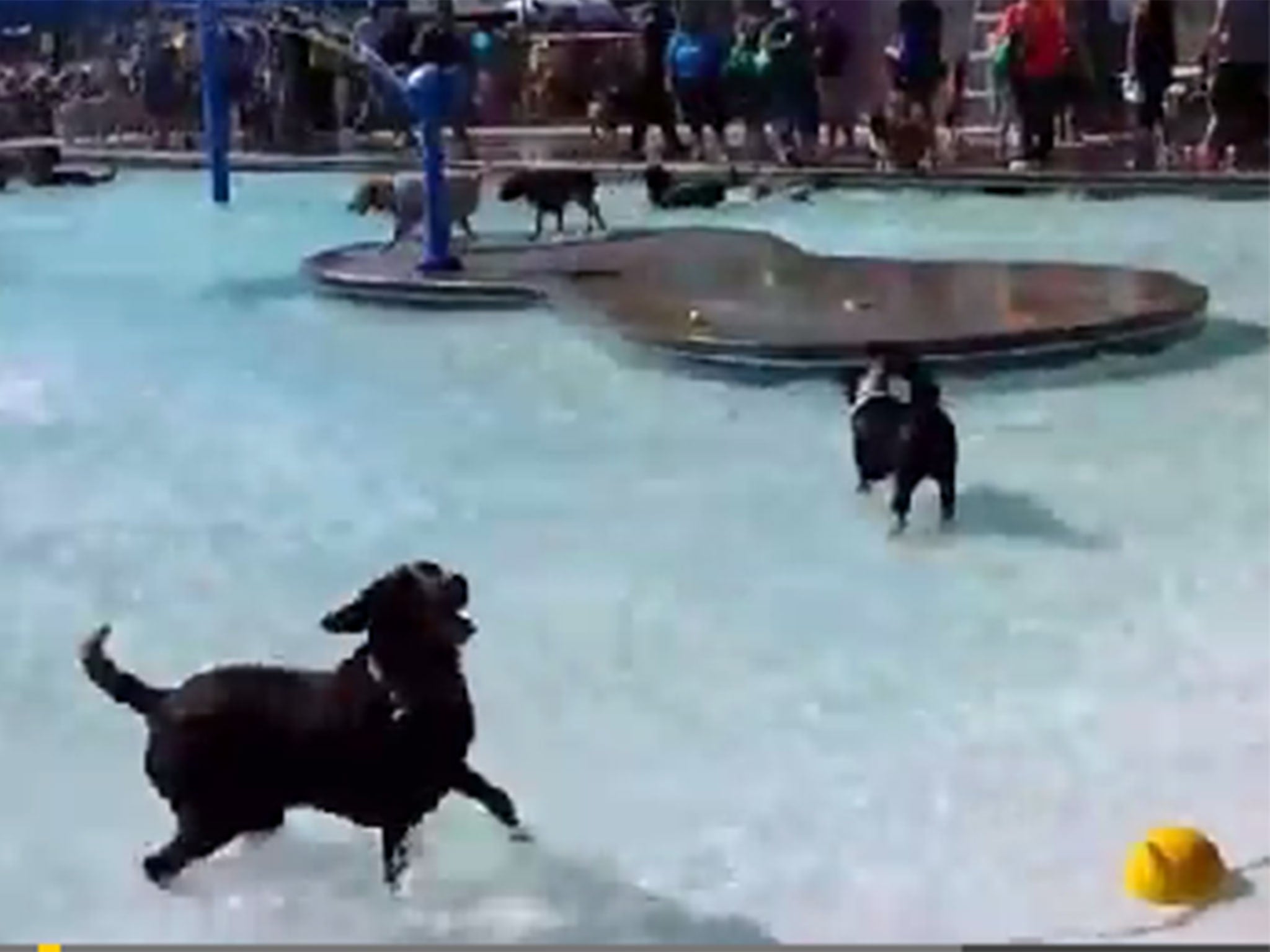 Video: Dog pool party | The Independent | The Independent