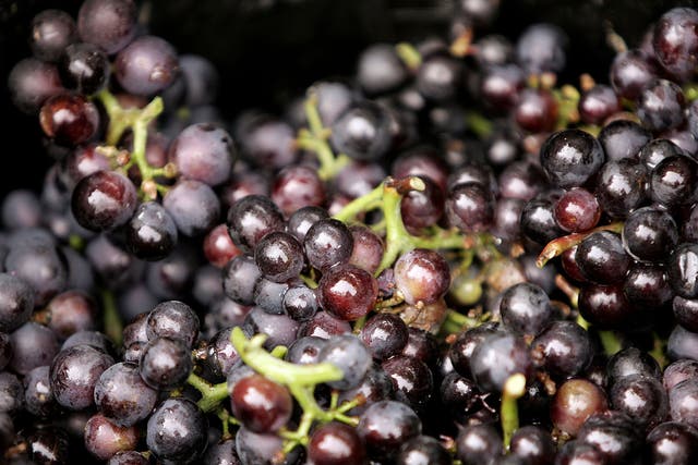Exotic fruits such as grapes are likely to do well, thanks to a hot summer which saw above-average temperatures in June and July, with July the eighth warmest on record