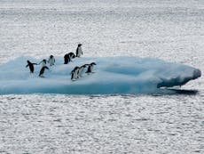 Marine biologists unlock the secrets of Antarctica