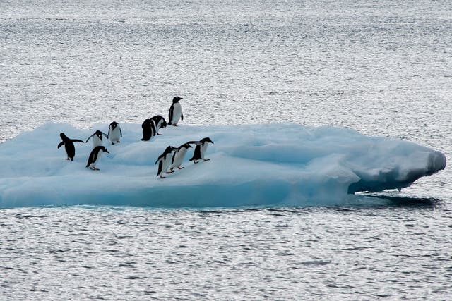 Climate change has potentially caused changes in the breeding patterns of penguin