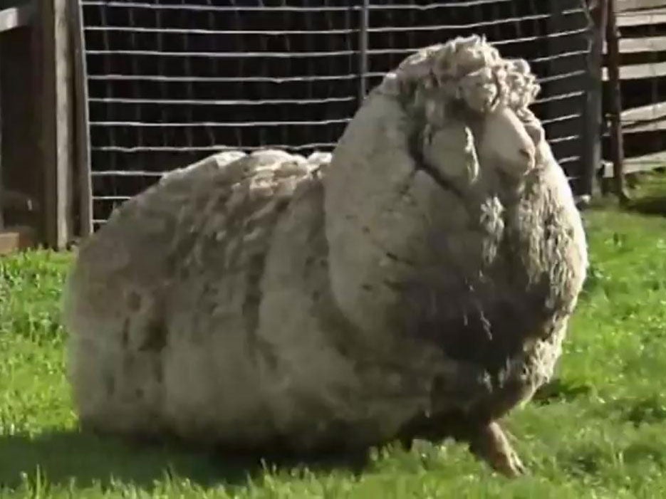 Tasmanian farmers Peter and Netty Hazell believe Shaun could be the world's woolliest sheep