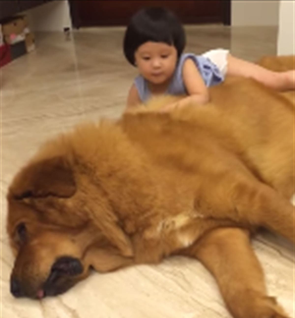 Video: Little girl plays with Tibetan Mastiff | The Independent | The  Independent