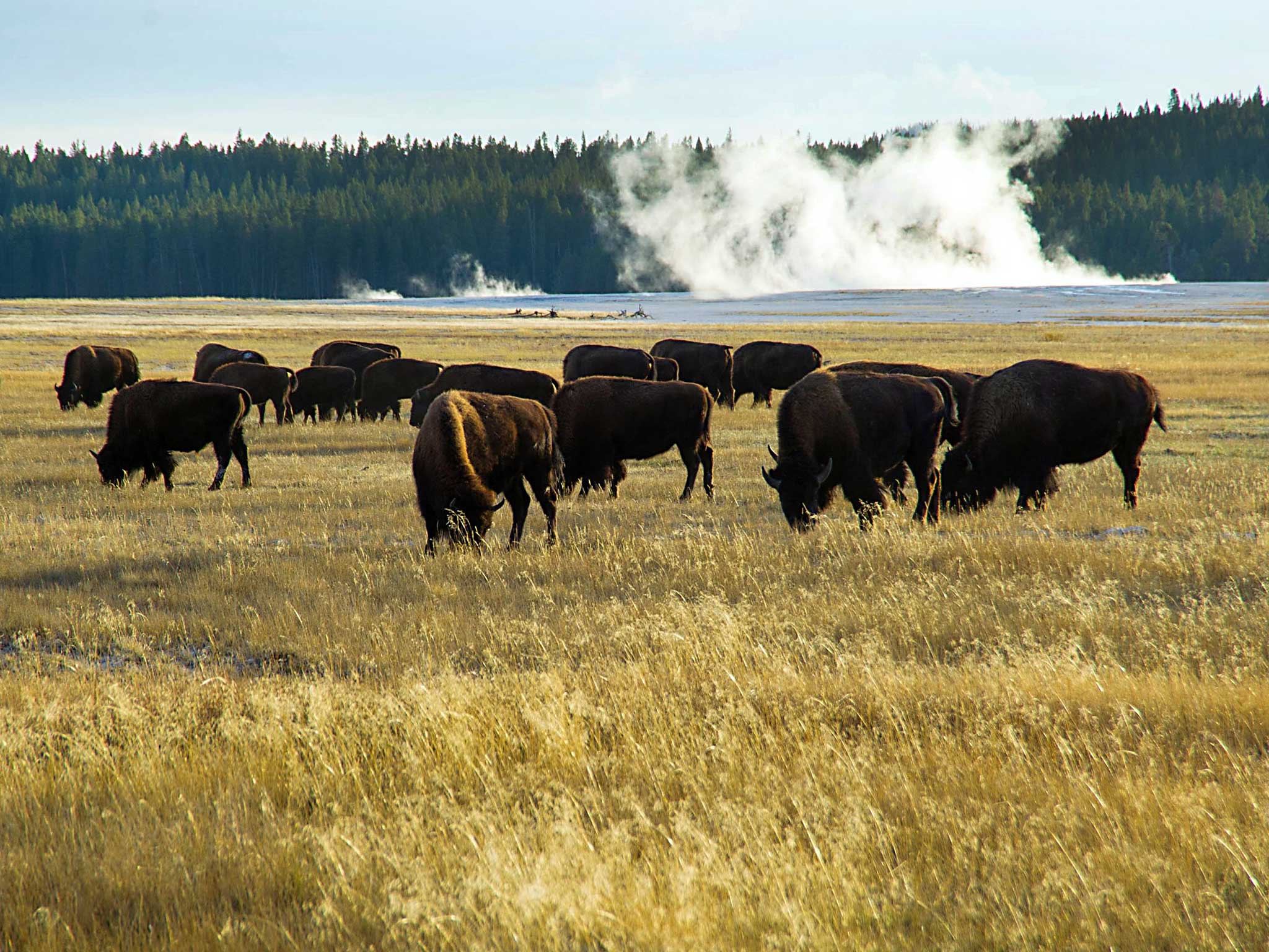 A small portion of the Yellowstone buffalo herd graze in Yellowstone National Park