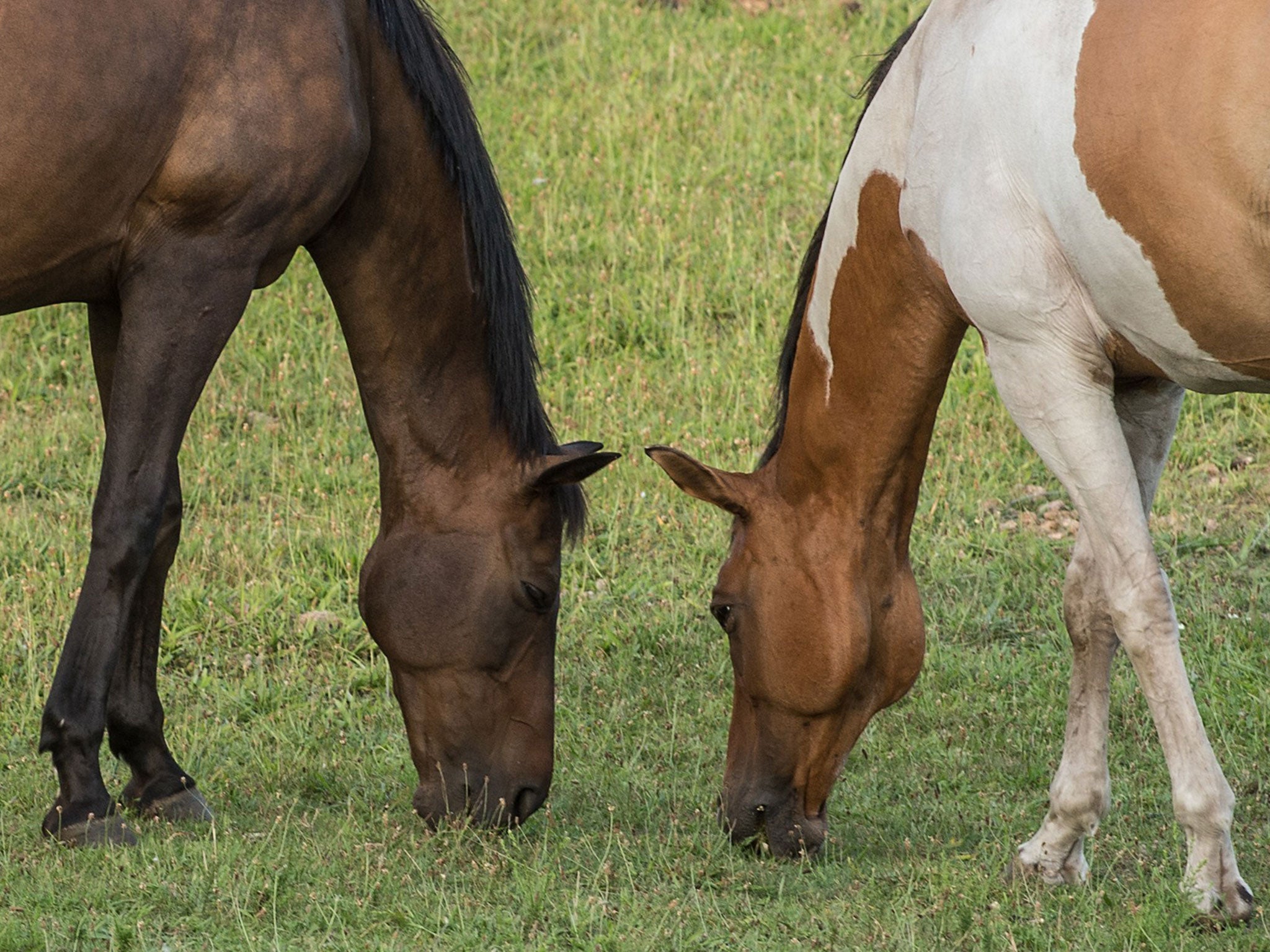 Two horses graze in America. Landmark rulings in Oregon will see the creatures treated as victims in court cases