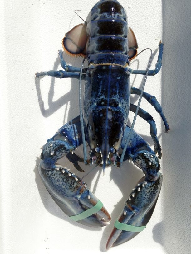 Skyler the blue lobster