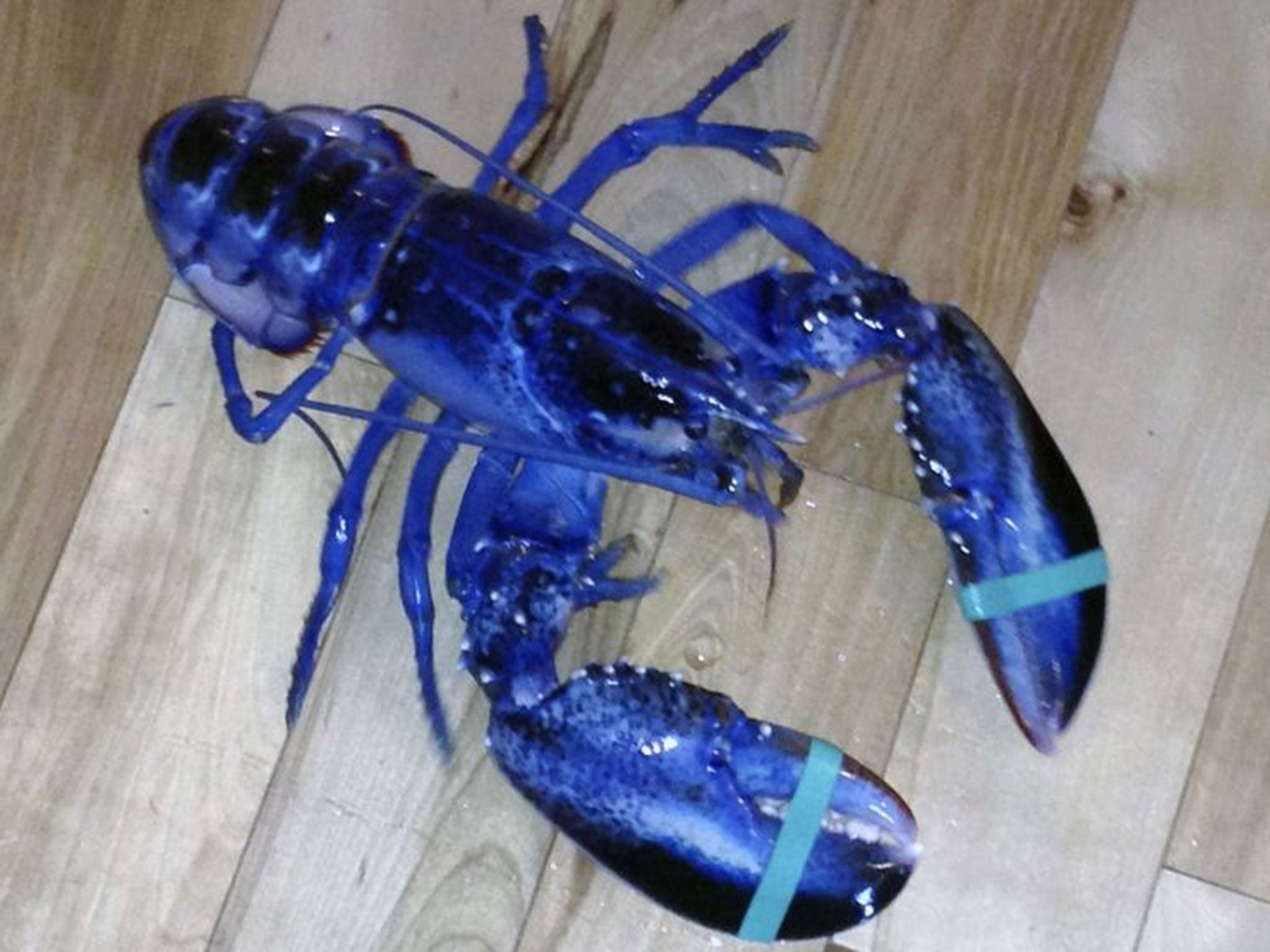 A blue lobster caught by her father Jay LaPlante off Pine Point in Scarborough, Maine Saturday. The crustacean is being donated to the Maine State Aquarium.