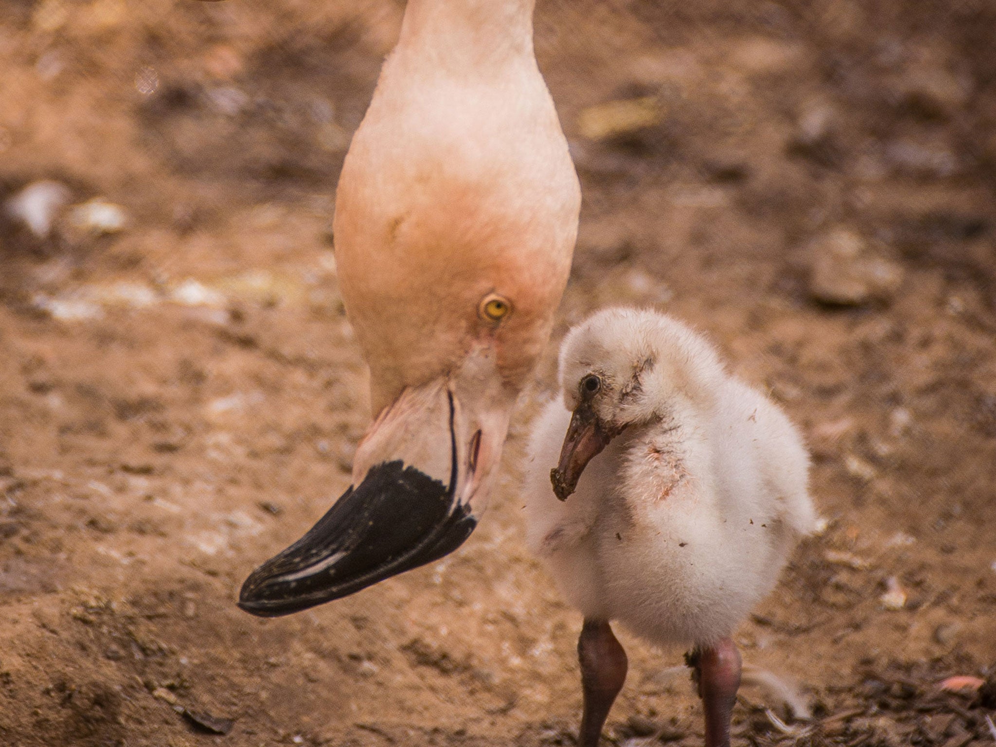 Chester Zoo welcomes new flamingo chicks