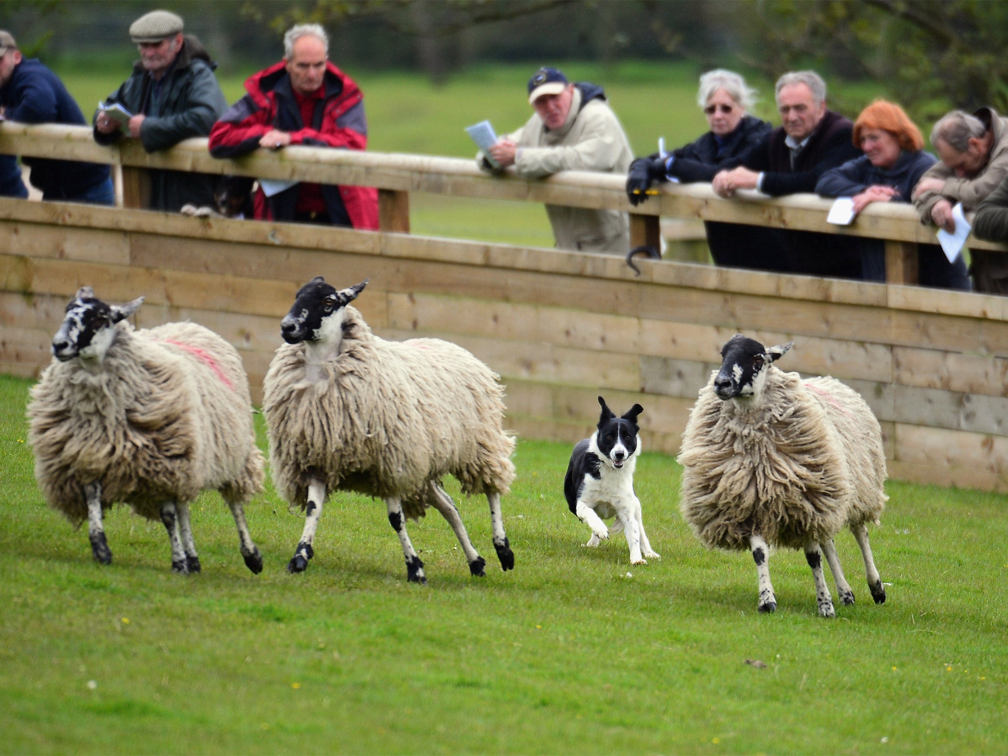 Could a robot sheepdog find itself working at Skipton Auction Mart?