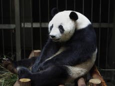 Giant panda fakes pregnancy ‘to receive nicer food and round-the-clock care’
