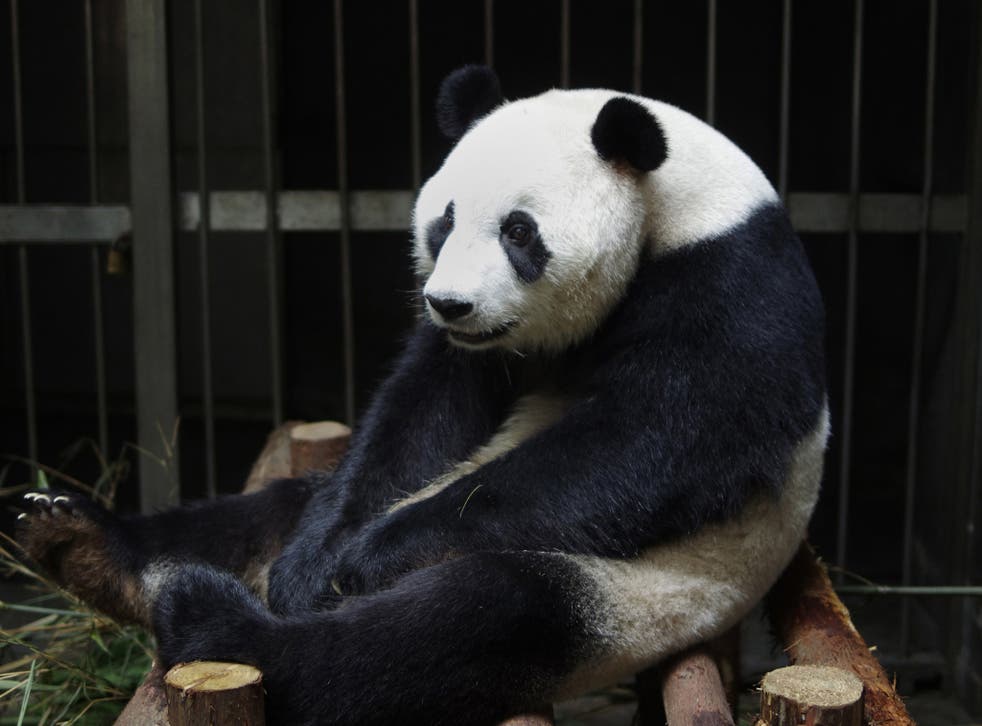 This picture taken on July 17, 2014 shows giant panda Ai Hin sitting in its enclosure at the Chengdu Giant Panda Breeding Research Centre