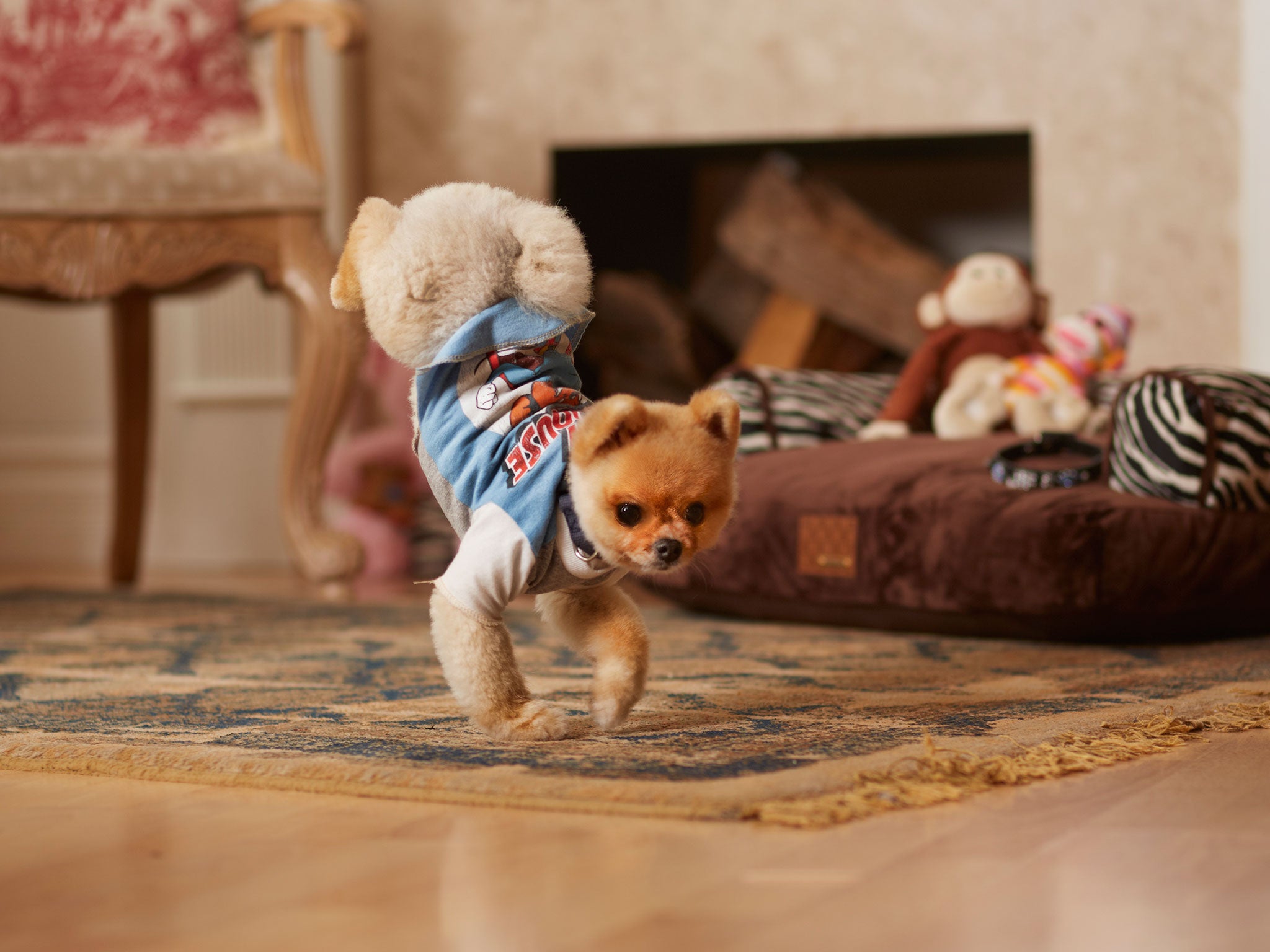 Actor, model and now record breaker: Jiff the Pomeranian