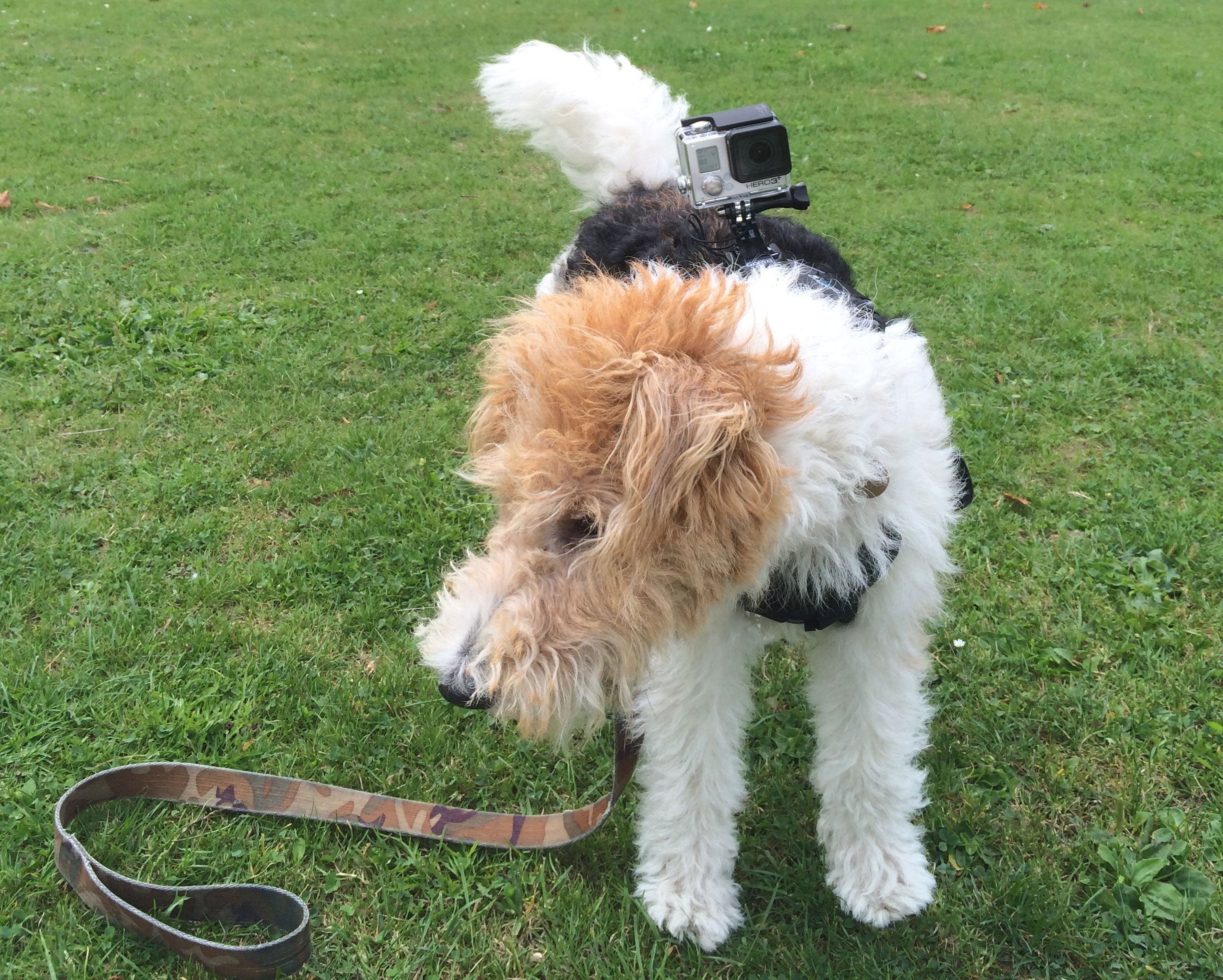 Macy kitted out for action. Image credit: David Phelan