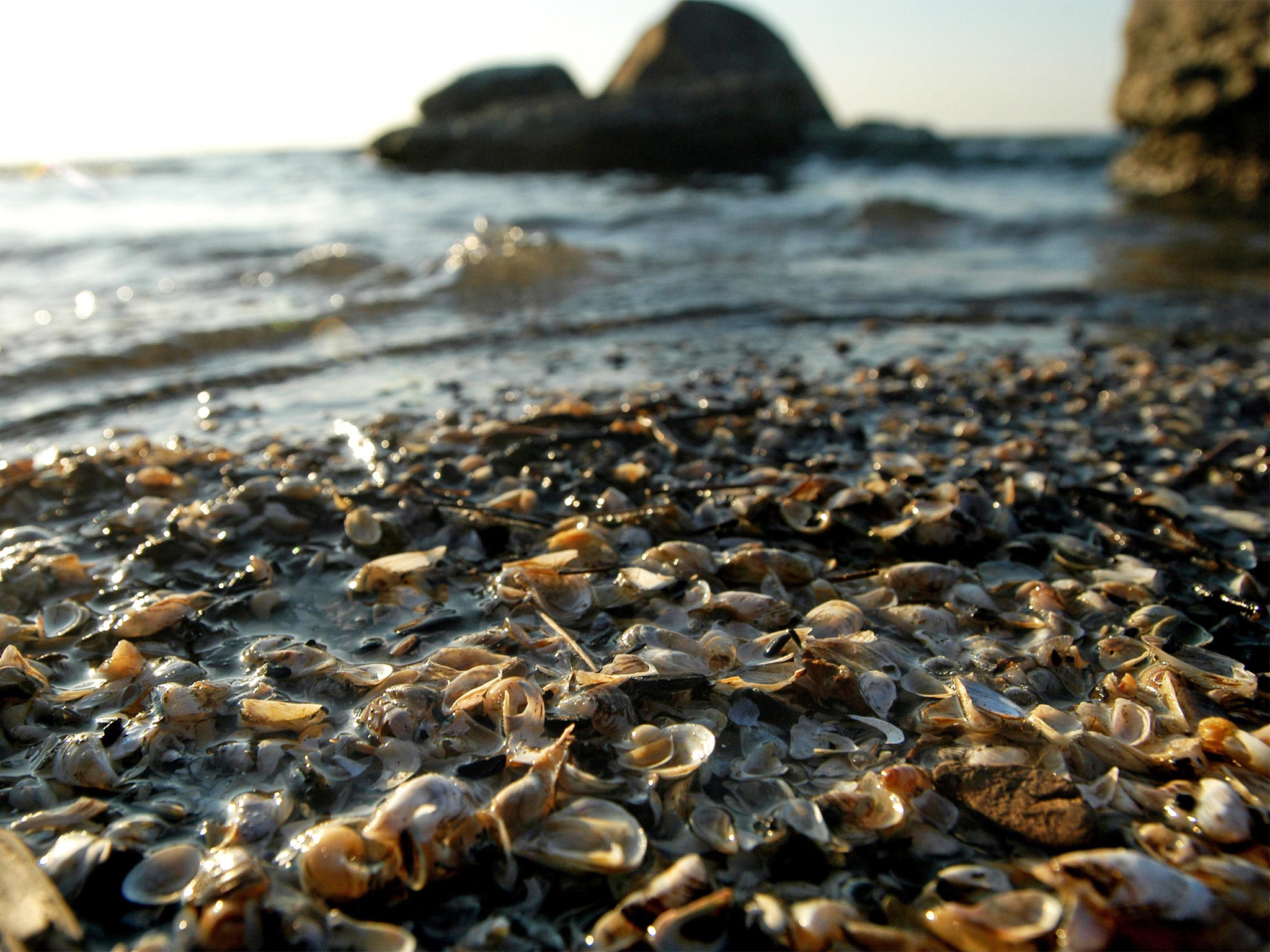 Quagga mussel shells are expected to arrive in the next few years