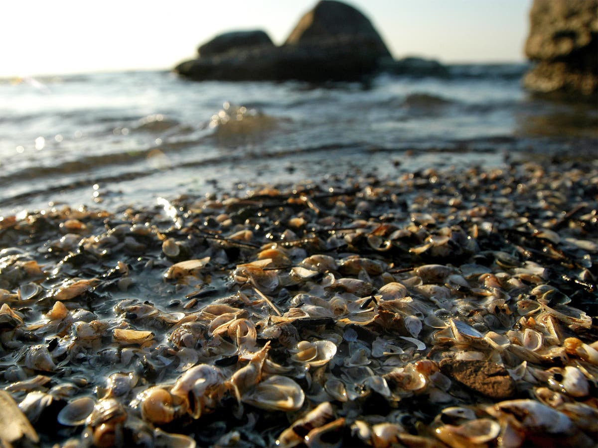 Menacing mussels top danger list of invasive species The Independent