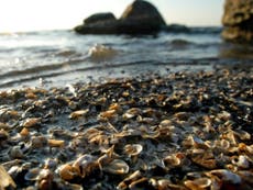 Menacing mussels top danger list of invasive species