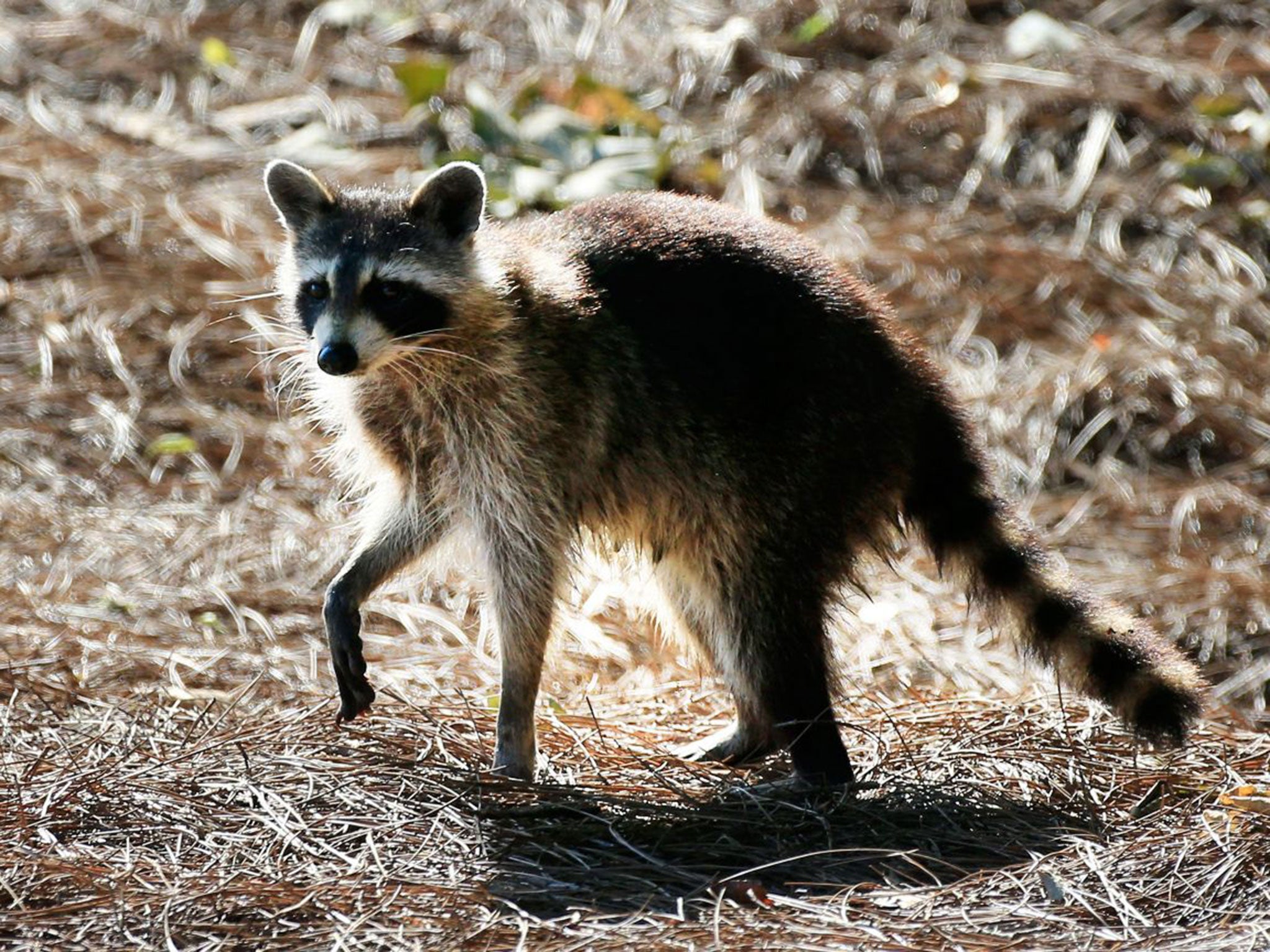 The raccoon (not pictured) reportedly sunk its teeth into Ms Borch's thumb