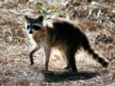 Woman treated for rabies after bringing injured raccoon into her home