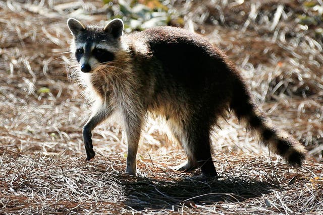 The rabies virus infects the central nervous system (file photo)