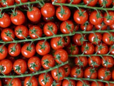 Read more

How to make your tomatoes taste better