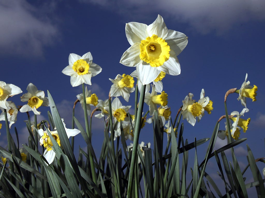 Many mark St. David's Day by wearing one of the two national emblems of Wales - either a daffodil or leek