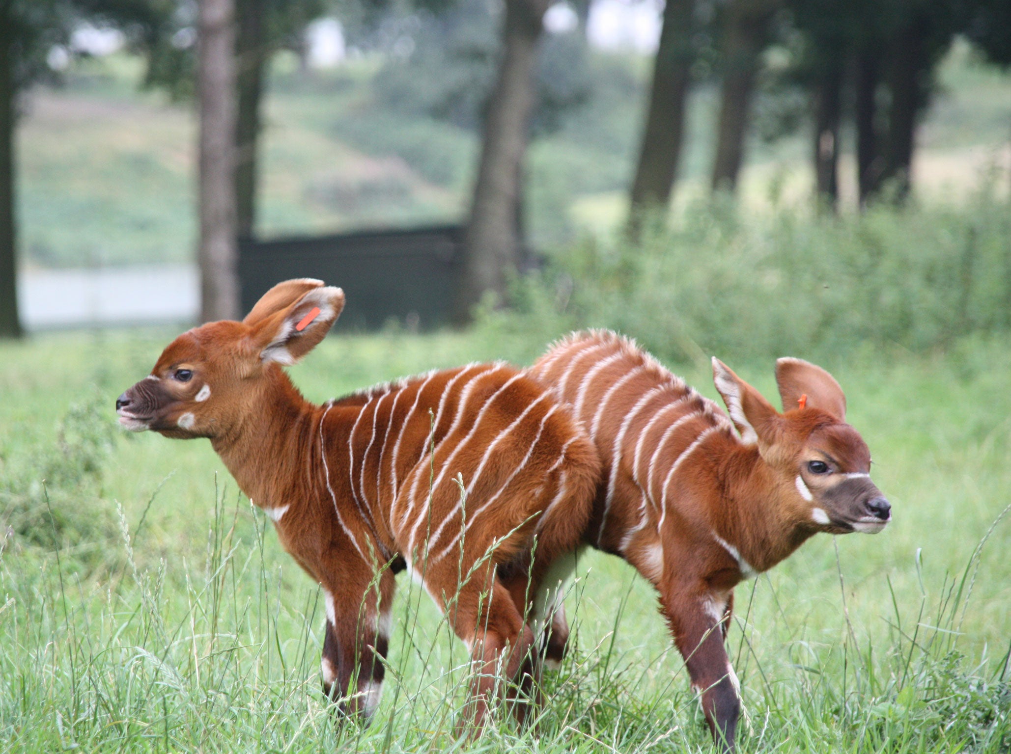 Millie's two calves, showing off their striped hair