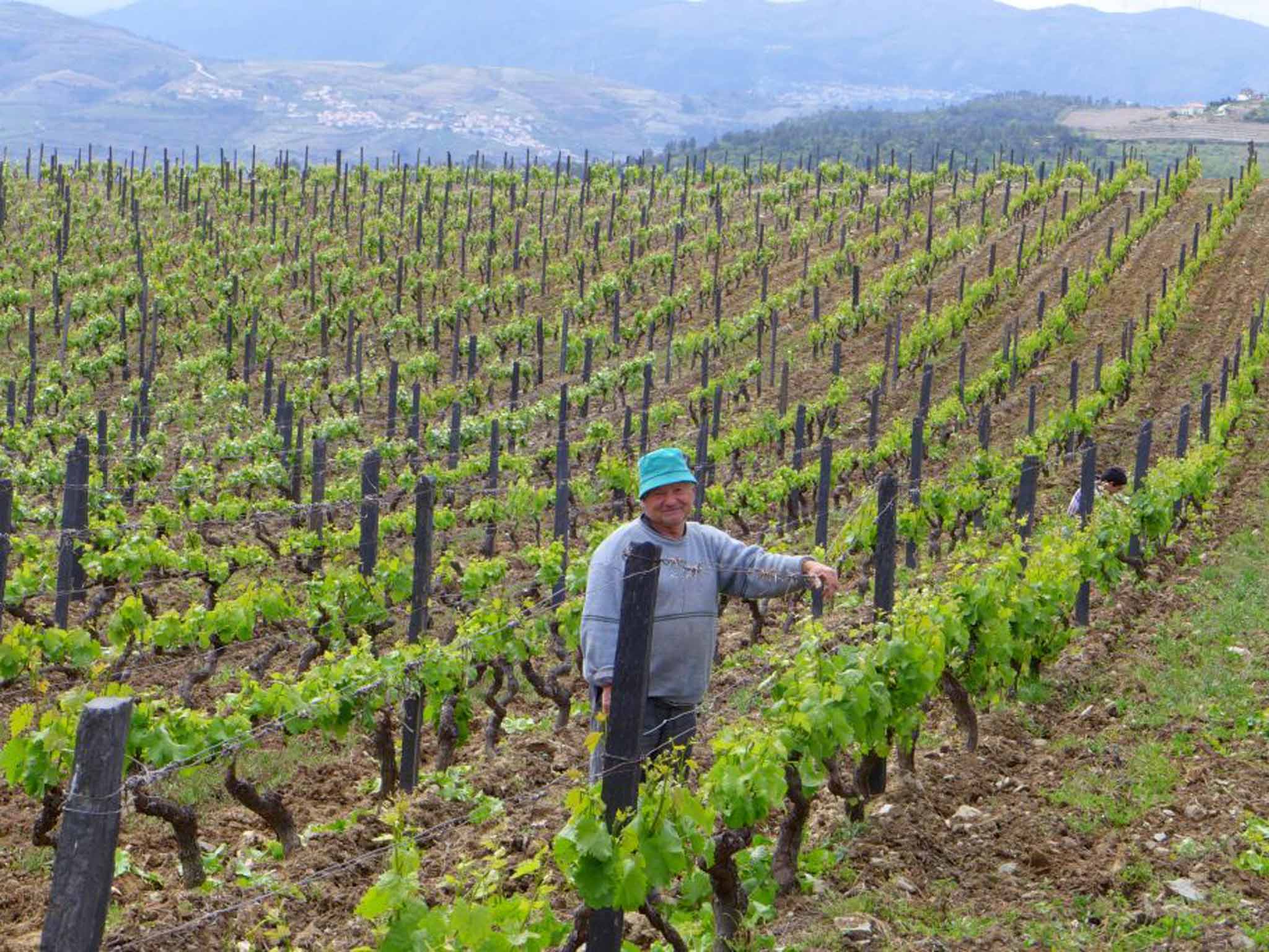 Port of call: vineyard near Provesende