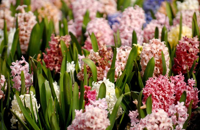 Get the biggest hyacinth bulbs you can find and plant them as soon as you can