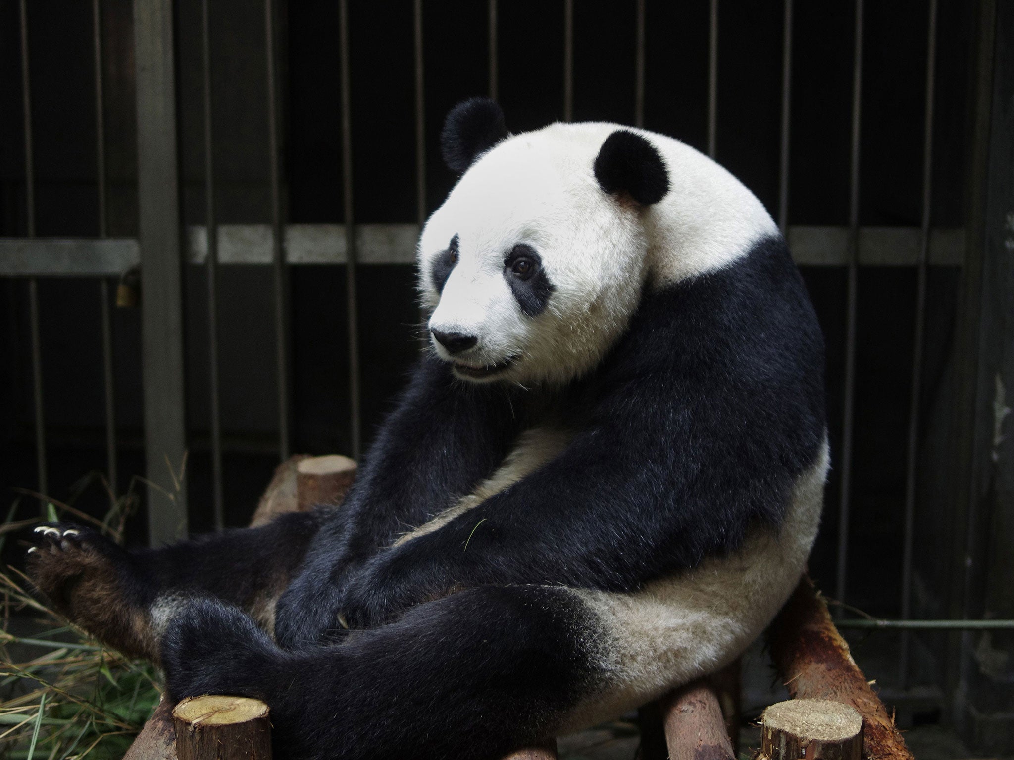 The giant panda who faked a pregnancy to get more food