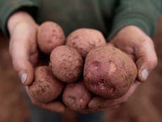 Potatoes could be off the menu as crop pests threaten UK