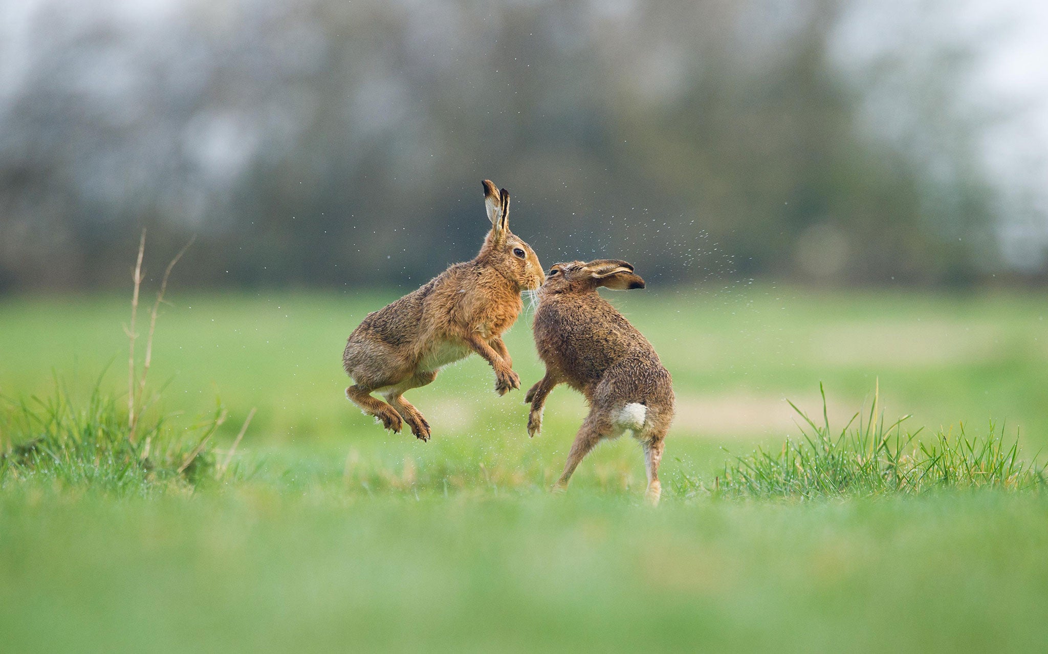 'Spring is in the Air' by Andrew Parkinson