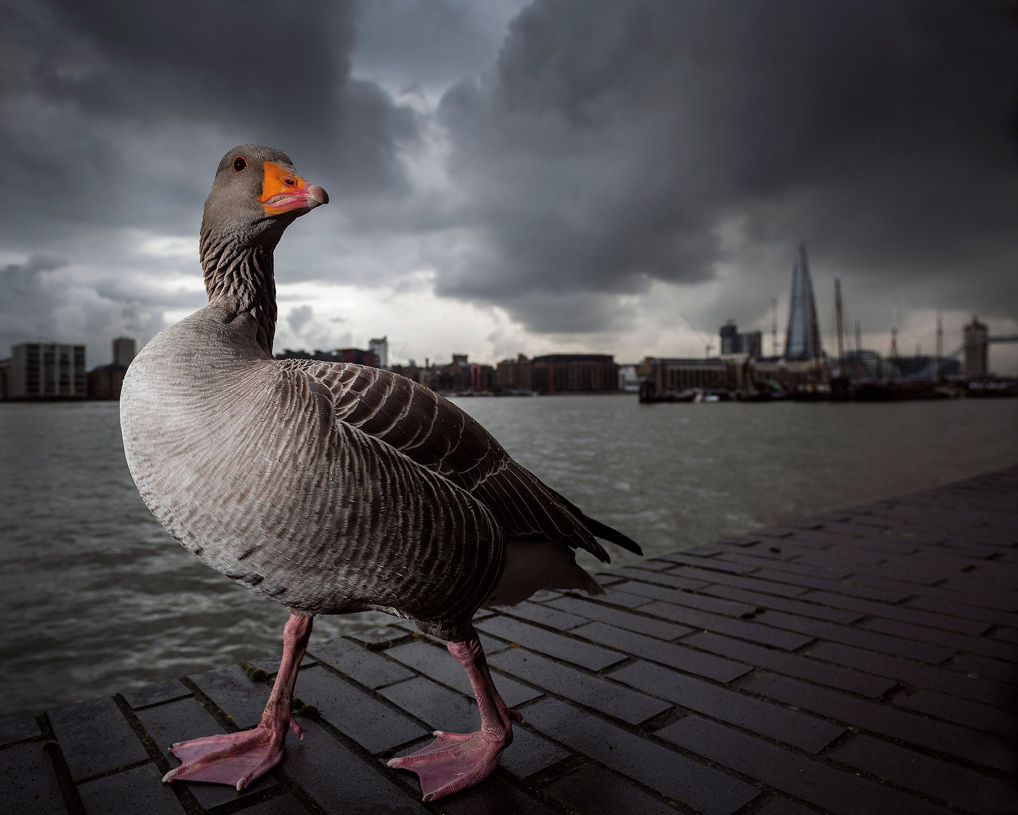 'Urban Tourist (Grayling Goose)' by Lee Acaster won top prize at the British Wildlife Photography Awards 2014