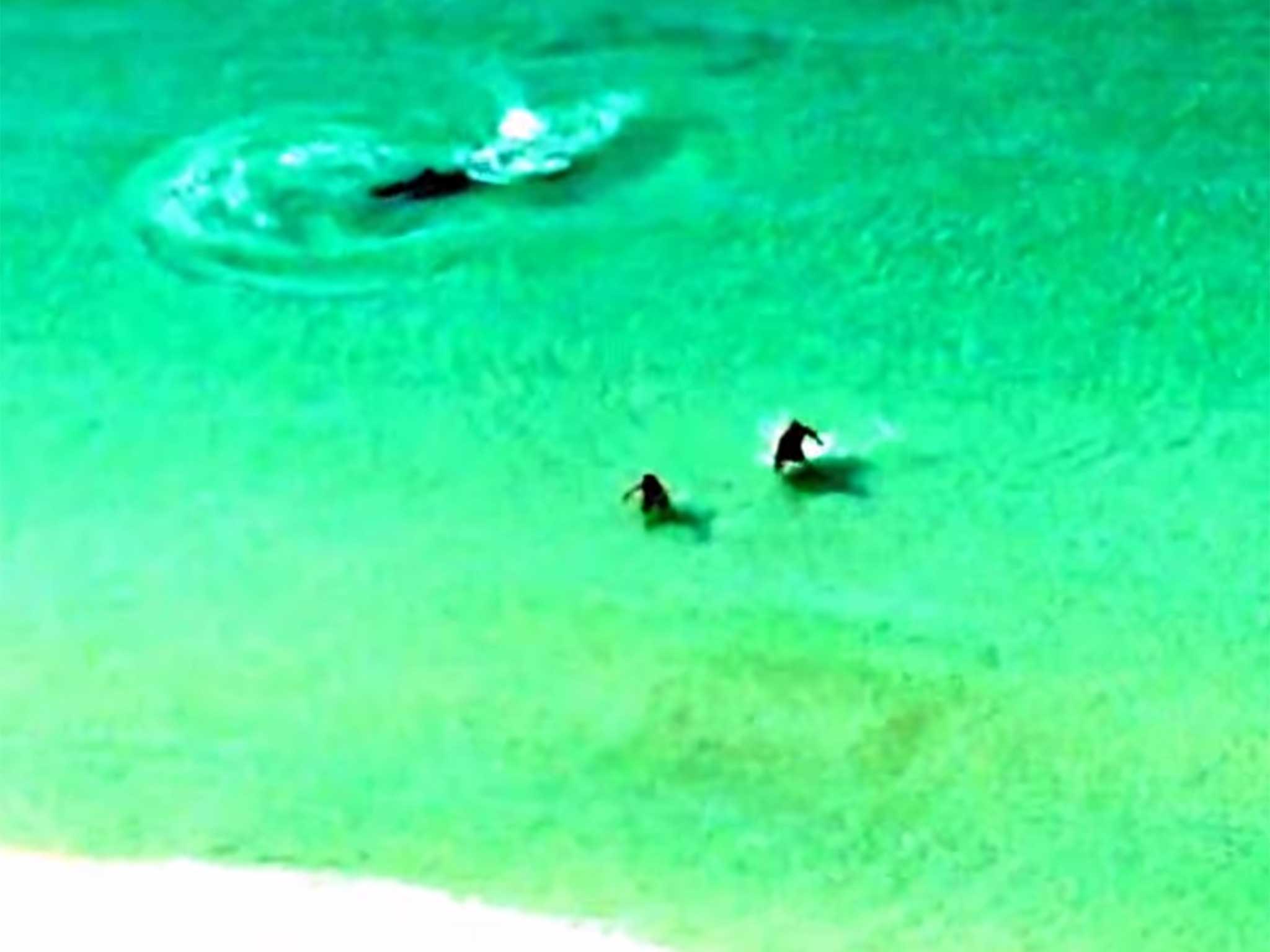 The individuals run towards the safety of the beach, after being alerted to the shark
