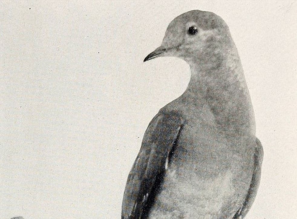 "Martha" - the last passenger pigeon
