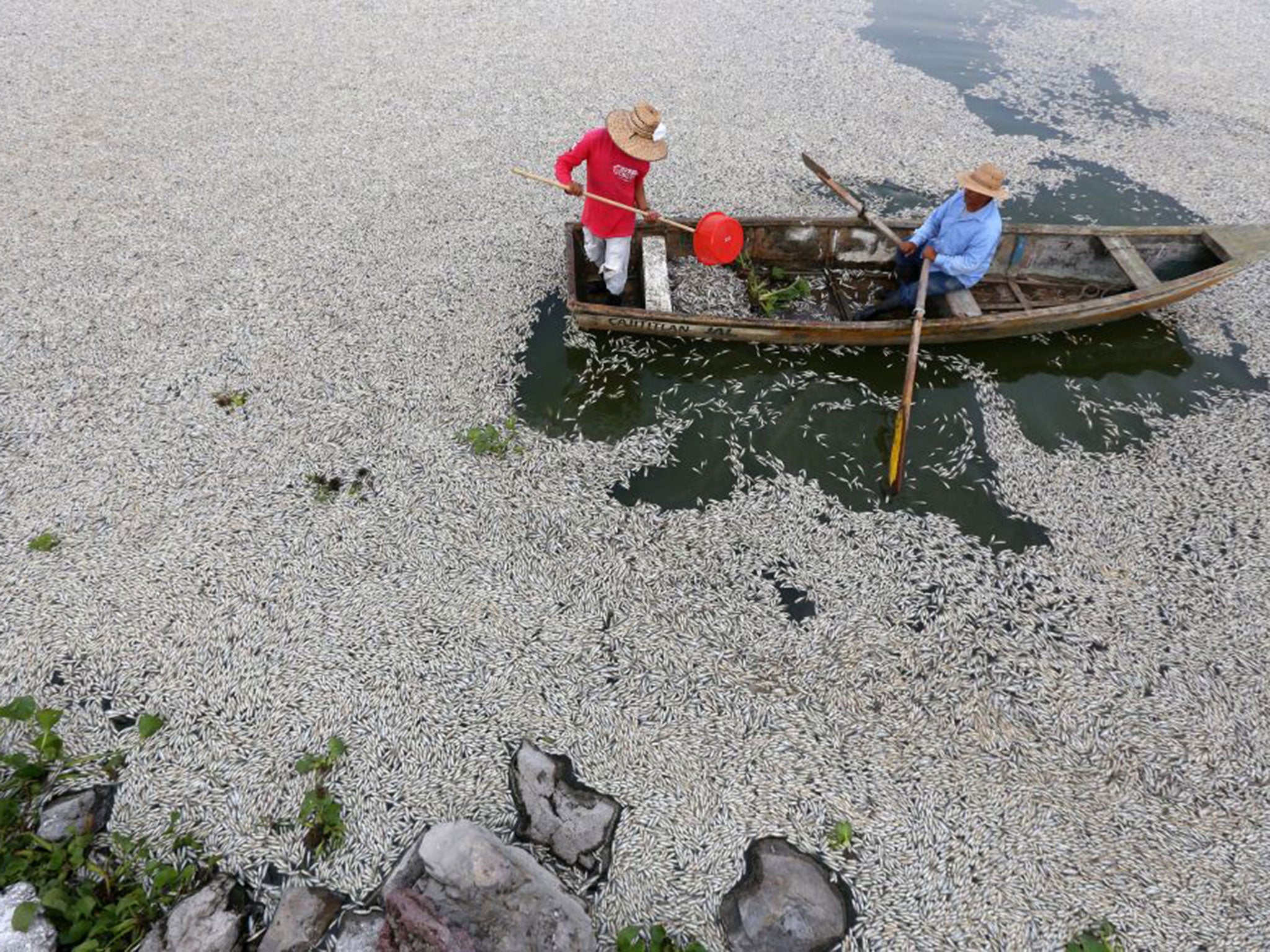 Hundreds of thousands of dead fish appeared in Cajititlán Lake in the west of Mexico over the weekend