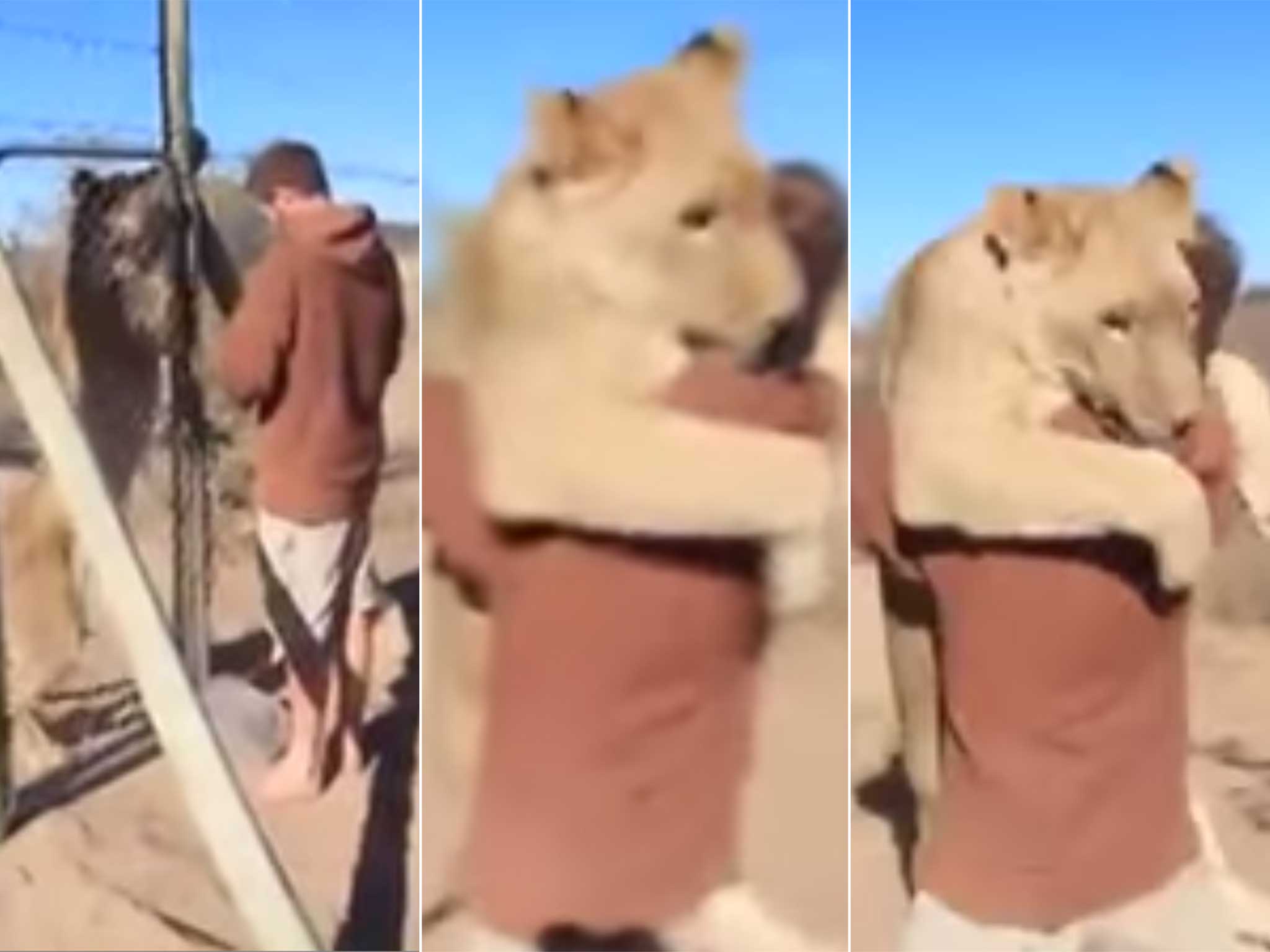 Watch the lion jump into Valentin's arms