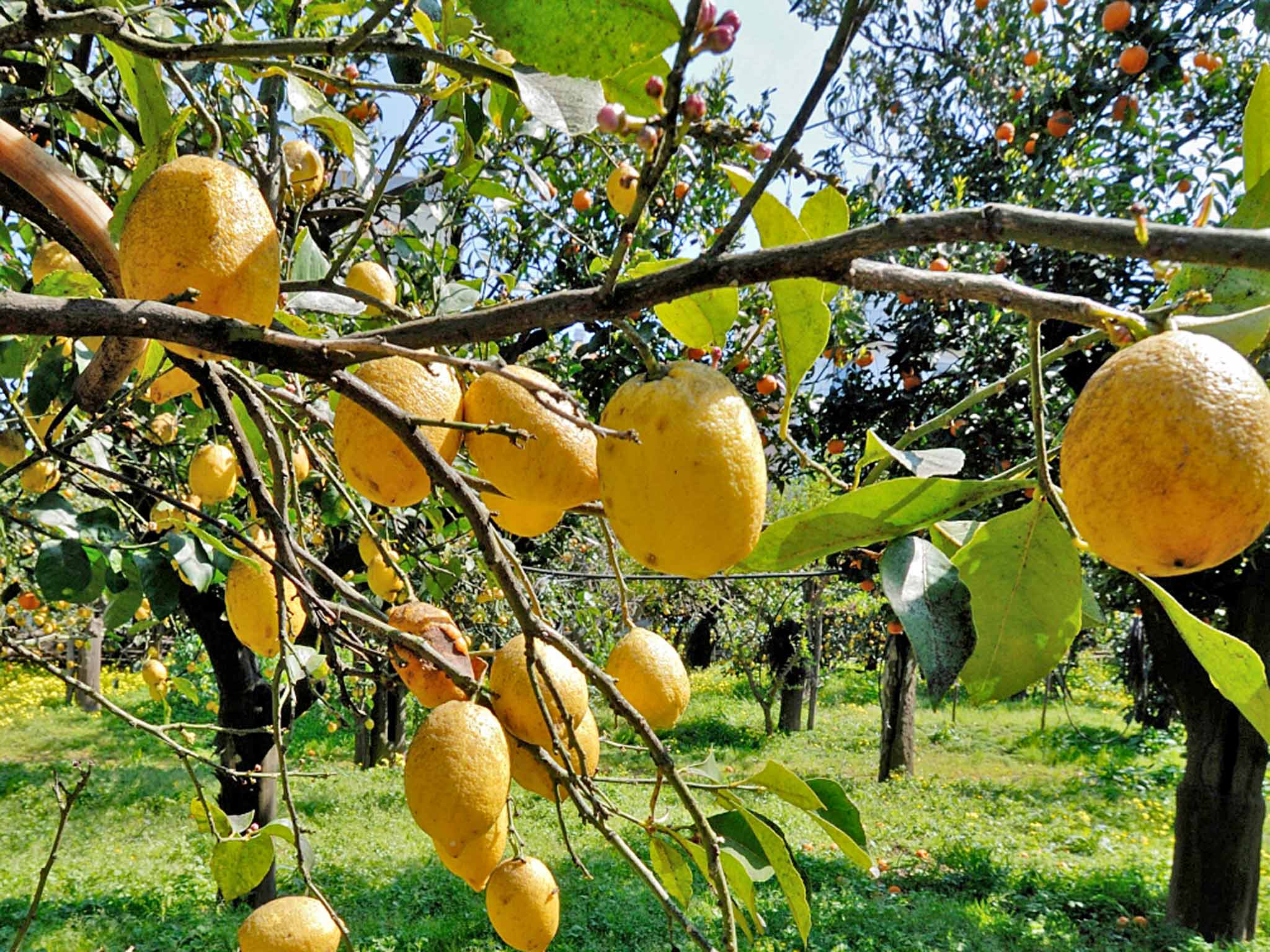 Zest for life: lemons growing on a farm near Sorrento, Italy