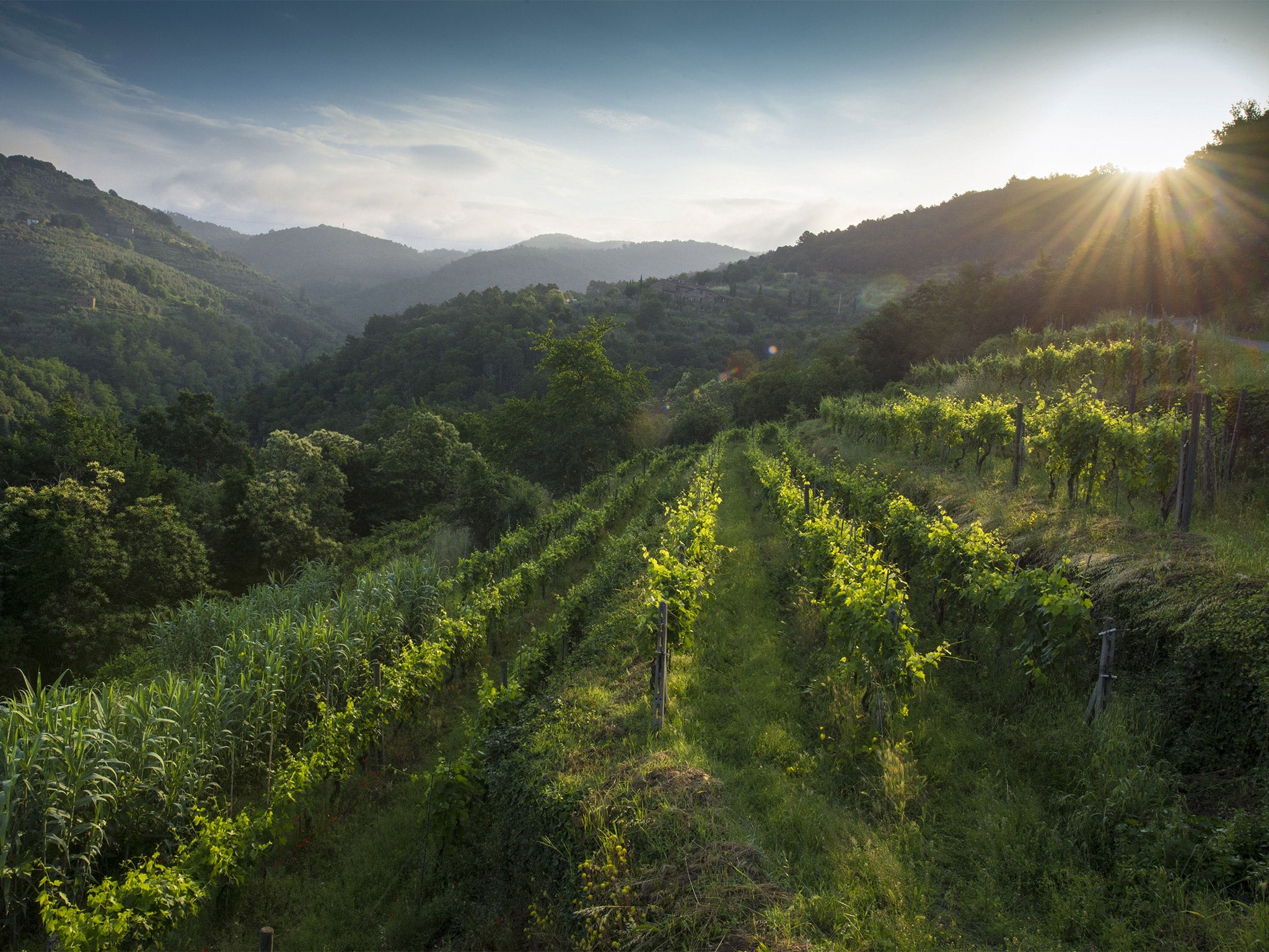 Tuscan wine-makers up in arms as authorities attempt to make ...