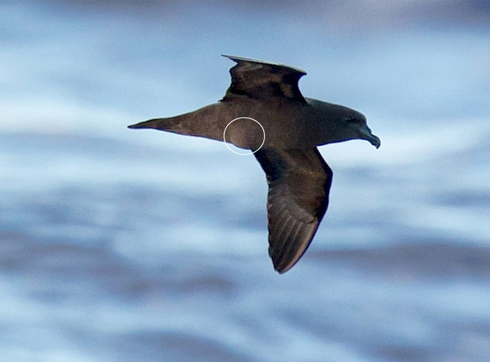 This image of a Mascarene petrel egg (circled) is thought to be the first taken of a visibly pregnant bird