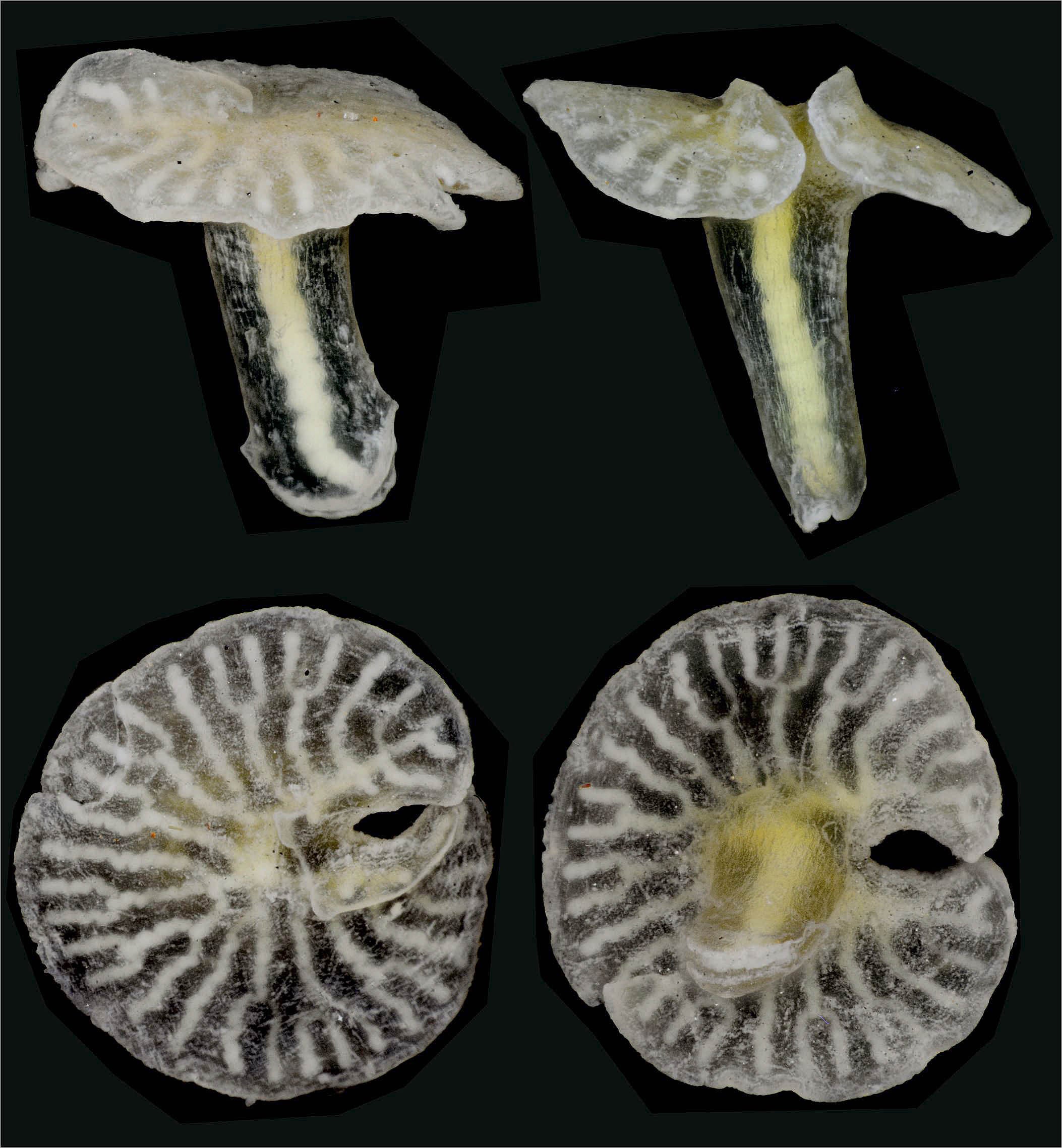 Researchers have named a new genus of mushroom-shaped animal
