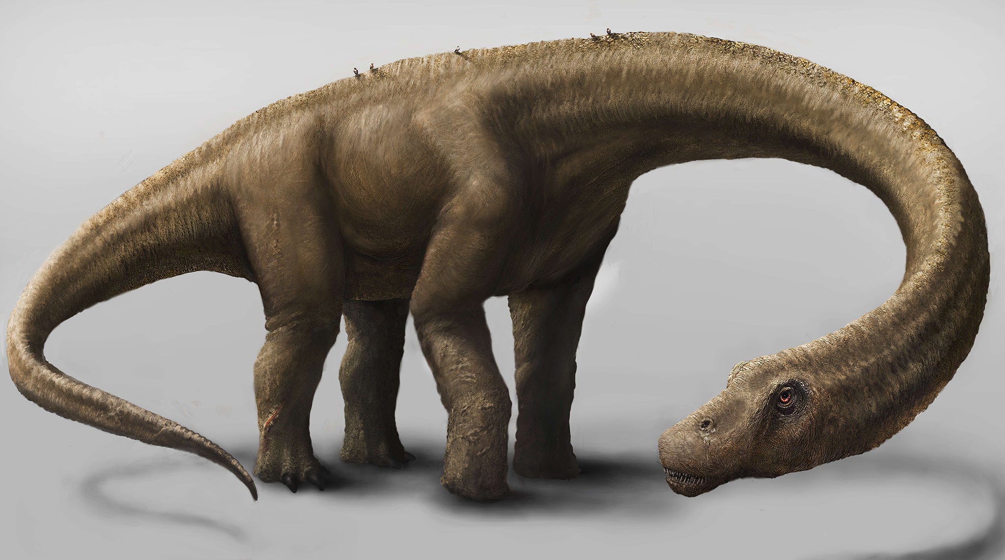 This artist's rendering hand out by the Carnegie Museum of Natural History shows a Dreadnoughtus schrani in life
