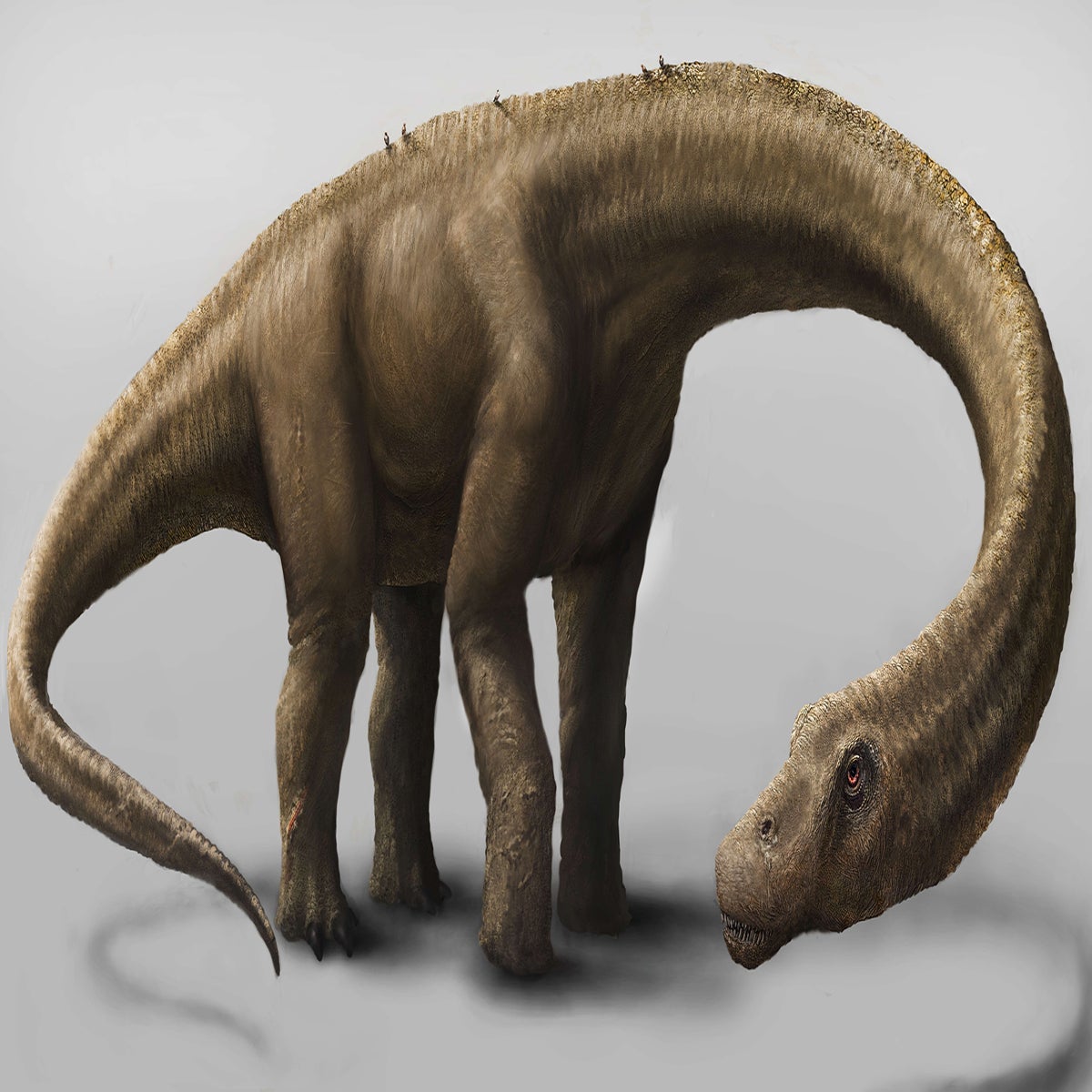 Dreadnoughtus schrani: the newly discovered biggest dinosaur ever | The  Independent | The Independent